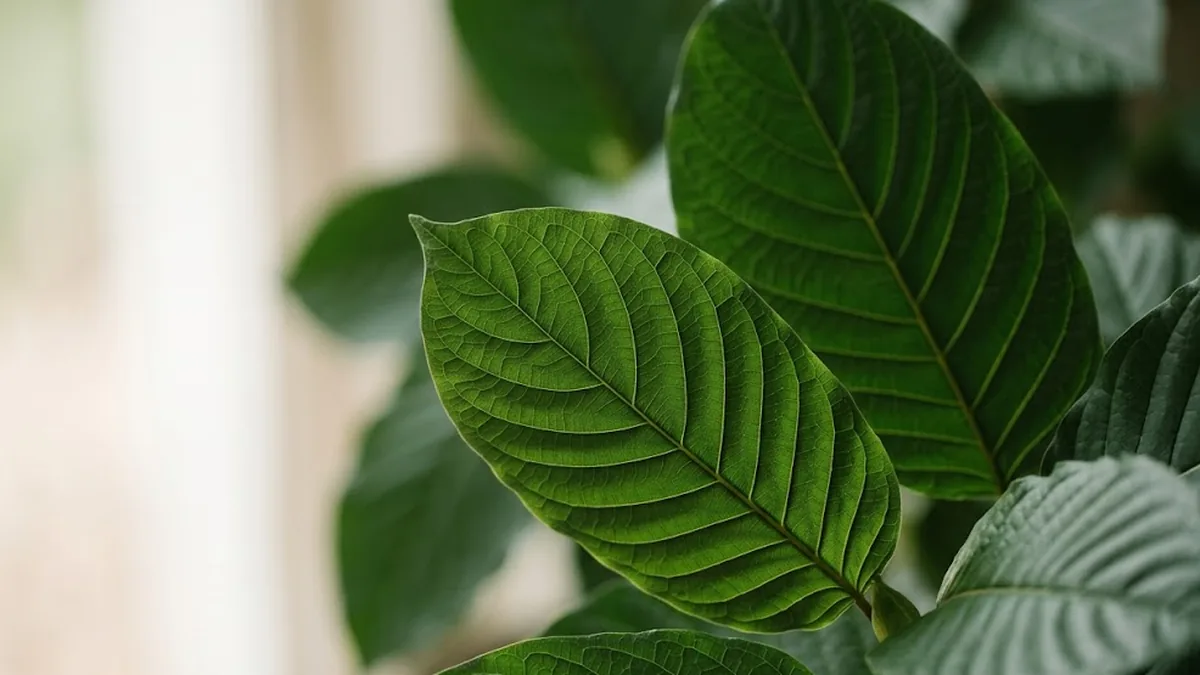 Close-up of the large glossy dark-green leaves of the Mitragyna speciosa tree, backlit by daylight.